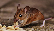 24 Hour & Emergency Exterminators in Homewood, AL